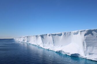 Scientists Went On the lookout for Shackleton’s Endurance. They discovered a Hidden Fish Metropolis in Good Formation As an alternative