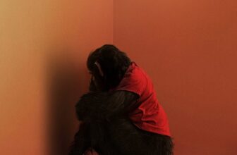 The First Trailer for ‘Primate’ Is the ‘Nope’ Opening on Simian Steroids