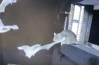 Horrifying Video Exhibits Rats Snatching Bats Midair, and Scientists Are Critically Involved