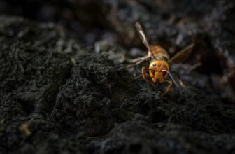 Venomous ‘Homicide Hornets’ Kill Two American Vacationers on Trip in Laos