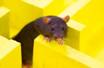 ChatGPT’s Browser Bot Appears to Keep away from New York Instances Hyperlinks Like a Rat Who Obtained Electrocuted