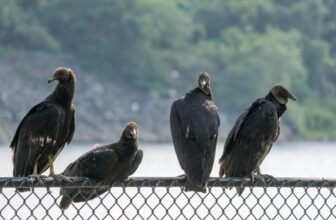 Officers Instructed Ohio Faculty to Trash 72 Lifeless Vultures Like Rubbish. Turns Out They Had Chicken Flu