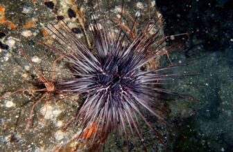The Sea Urchin Apocalypse Is Actual, and It May Be Spreading Globally, Scientists Warn