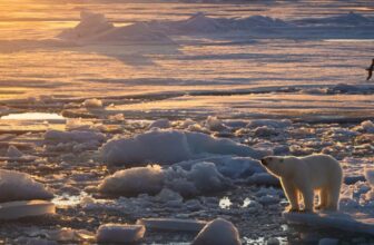 In a Sea of Melting Ice, These Polar Bears Are Doing One thing Sudden