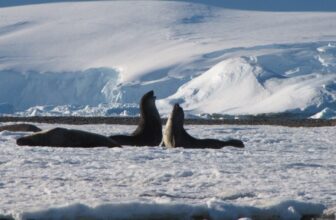 Worst-Case Local weather State of affairs Would Irreversibly Harm Antarctica, Scientists Warn